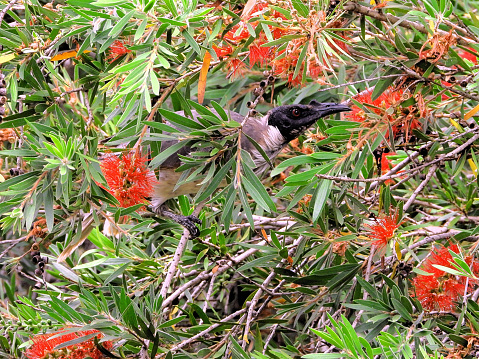 On bottle brush in the Northern Country The noisy friarbird is a passerine bird of the honeyeater family Meliphagidae native to southern New Guinea and eastern Australia. It is one of several species known as friarbirds whose heads are bare of feathers. It is brown-grey in colour, with a prominent knob on its bare black-skinned head
