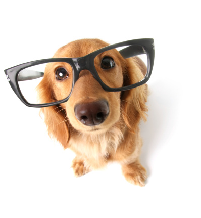 Funny little dachshund wearing glasses distorted by wide angle closeup. Focus on the eyes.
