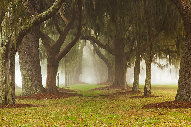 oak avenue mist - cumberland island photos et images de collection