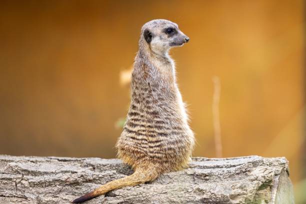 istock Meerkat (Suricata suricatta) perched atop a tree trunk, looking off into the horizon 1588947537