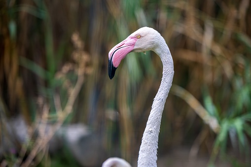 A close-up view of a pink flamingo, showing off its pink feathers