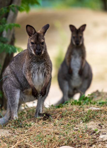 istock Two grey kangaroos standing side by side on a dirt track in a rural landscape 1588948061