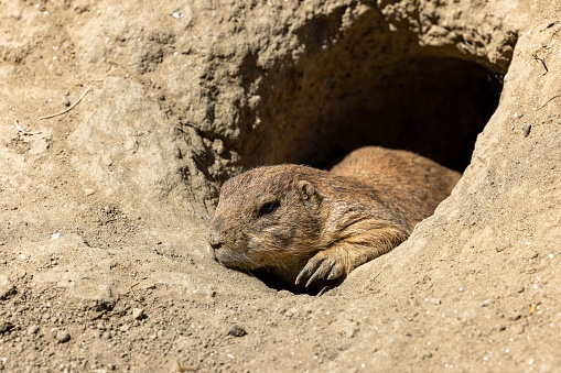 A close-up of an adorable Mexican prairie dog (Cynomys mexicanus) in burrow in the ground