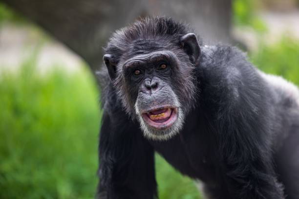 istock Close-up view of a monkey with a curious expression on its face 1588948593