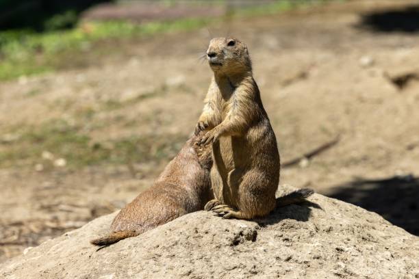 istock Curious Mexican prairie dog (Cynomys mexicanus) standing upright 1588948606