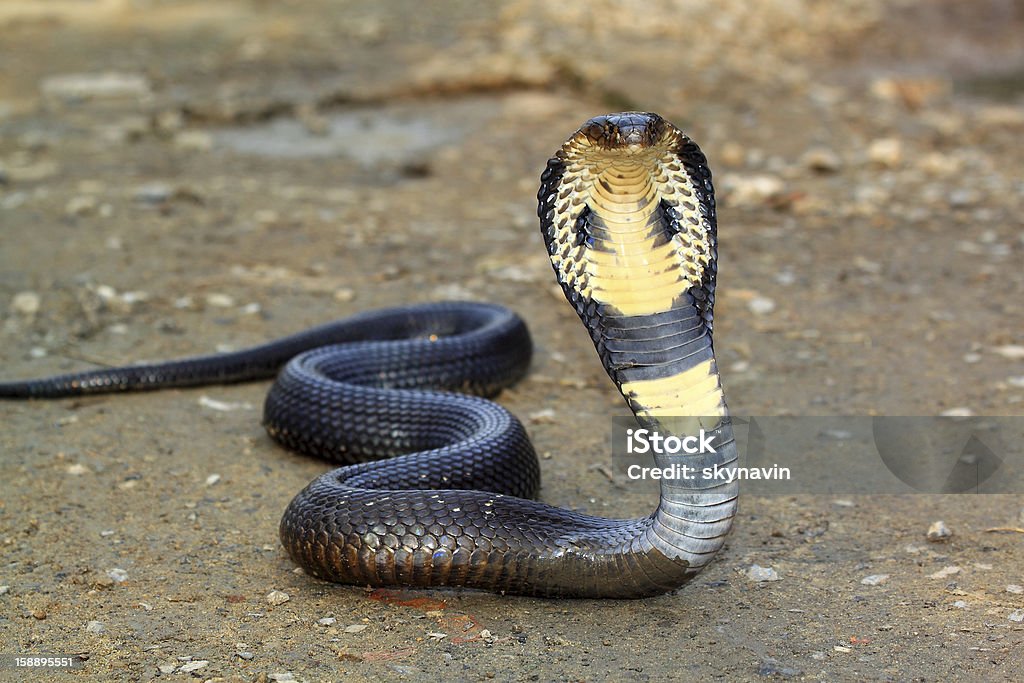 Schlange Kobra - Lizenzfrei Kobra Stock-Foto
