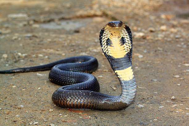 serpente cobra - cobra foto e immagini stock