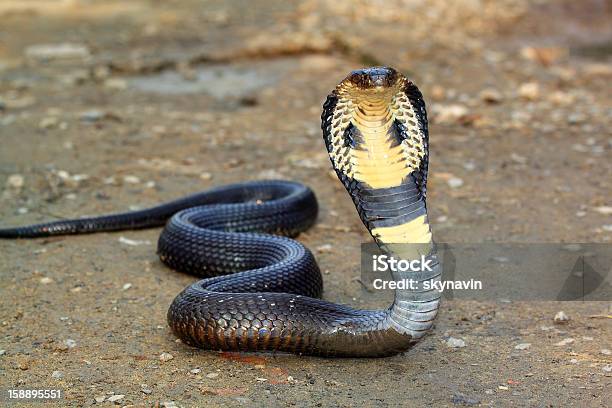 Cobra Cobra - Fotografias de stock e mais imagens de Naja - Naja, Cobra, Animal