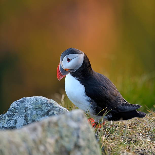 istock puffin outdoor 158895987