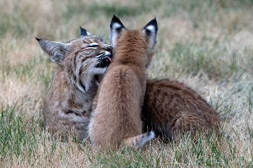 Beautiful colorful female Bobcat (also known as red lynx) licking one of her kittens in Colorado in western USA of North America