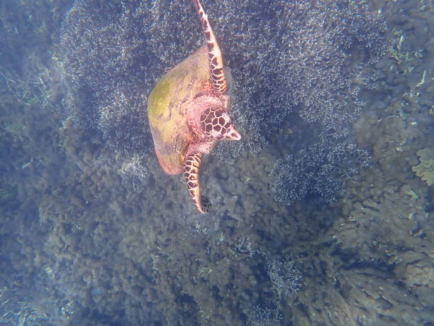 istock Sea ​​turtle in Pigeon island 1588961410