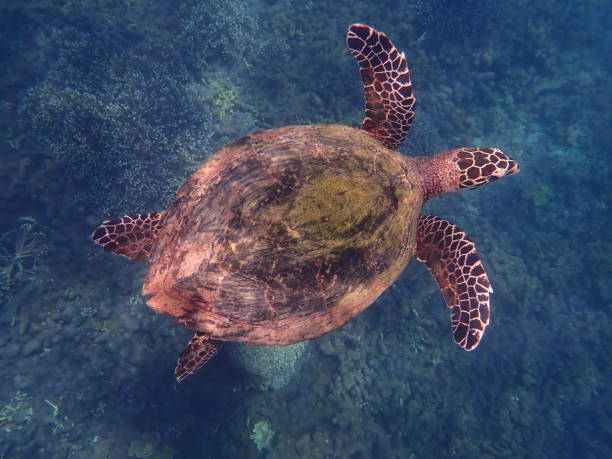 istock Sea ​​turtle in Pigeon island 1588961418