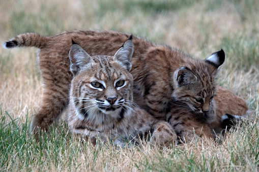 Beautiful colorful female Bobcat (also known as red lynx) with kitten crawling on her in Colorado in western USA of North America