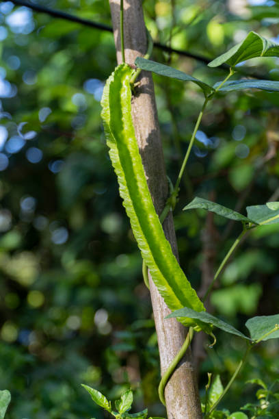 istock Winged Bean (Princess bean or asparagus pea) on hanging on trees in a garden at sunny morning 1588963290