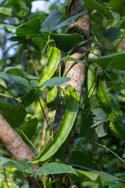 istock Winged Bean (Princess bean or asparagus pea) on hanging on trees in a garden at sunny morning 1588963293