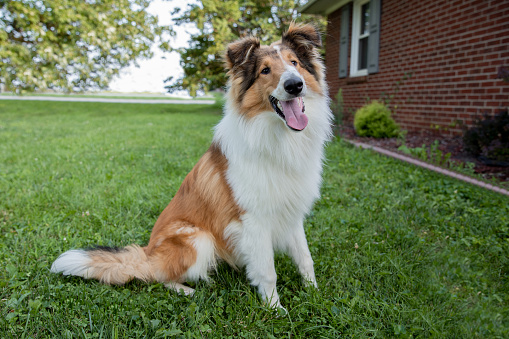 portrait of a purebred shetland dog in front of white background