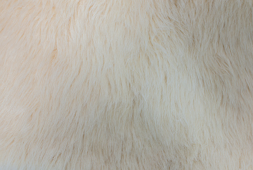 Background picture of a soft fur white carpet. wool sheep fleece closeup texture background. Fake color beige fur fabric. top view.