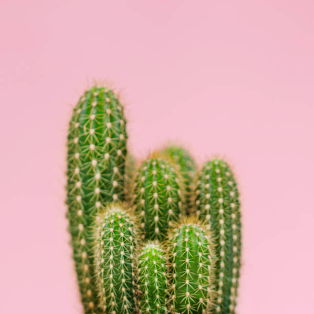 istock Cactus plants over pink background, Close up 1588965222