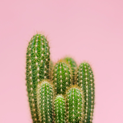 Cactus plants over pink background, Close up