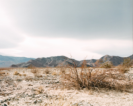 Dead shrub in the barren badlands of the Mojave Desert, California