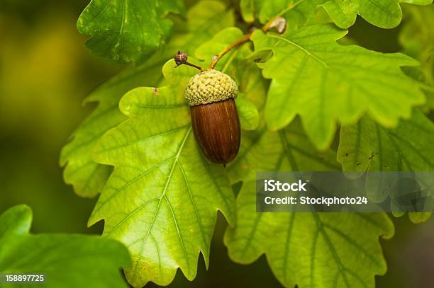 Fruit Of An Oak Tree Ripe In Autumn Stock Photo - Download Image Now - Live Oak Tree, Autumn, Leaf