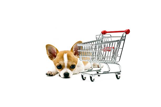 istock Chiwawa dog next to an empty shopping cart 158897741