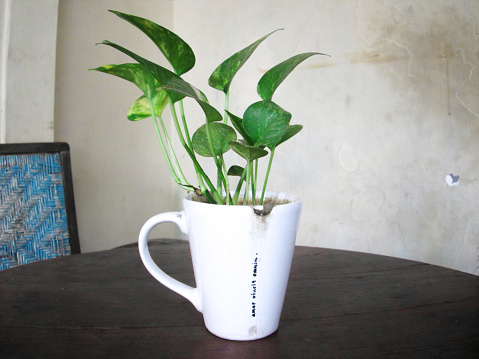 Mug that broken or cracked was just waste. But with creativity you can upcycle the mug to be plant/flower pot that very unconventional