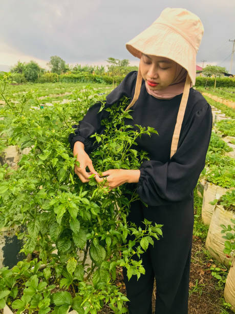 istock women are harvesting chilies 1588982063
