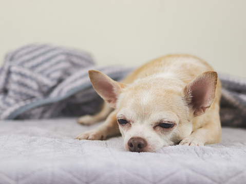 Close up image of sleepy brown short hair Chihuahua dog lying down on gray blanket.