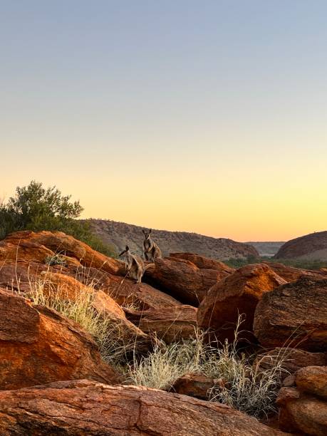 wallabys bei sonnenuntergang - kangaroo outback australia sunset stock-fotos und bilder