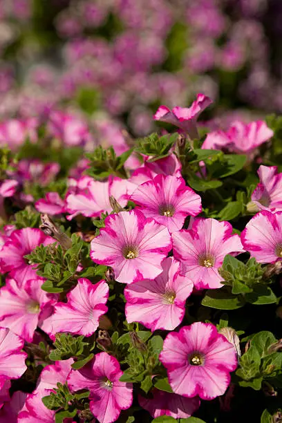 Blooming pink petunia as background nature