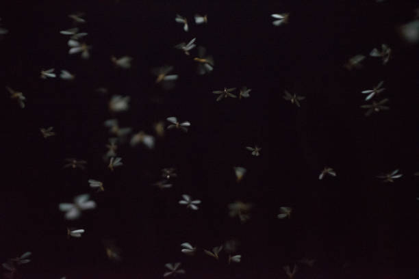 istock Lot of Flying termite abstract with dark background 1589019292