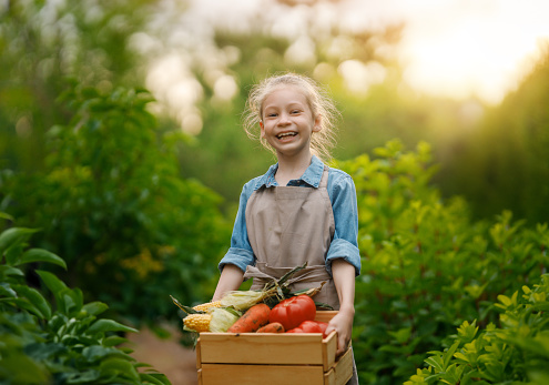 Happy little farmer kid arranging freshly picked produce into a crate on an organic farm.