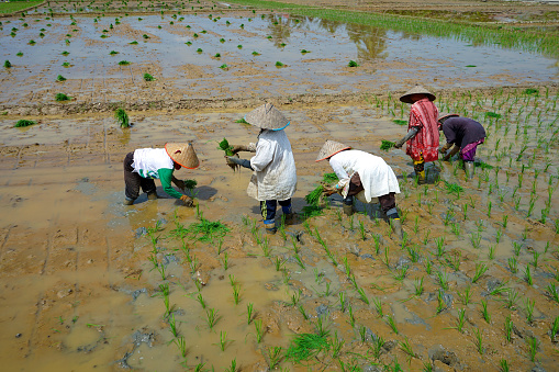 North Aceh, Aceh - 02/08/2023: Farmers working in a paddy field in Krueng Seunong Village, Kutamakmur, North Aceh District, Aceh, Indonesia.