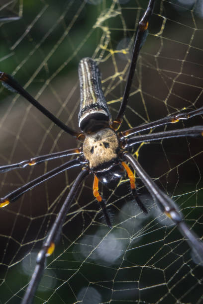 istock Spider Nephila pilipes golden orb-web spider on netting web closeup detail background 1589034292