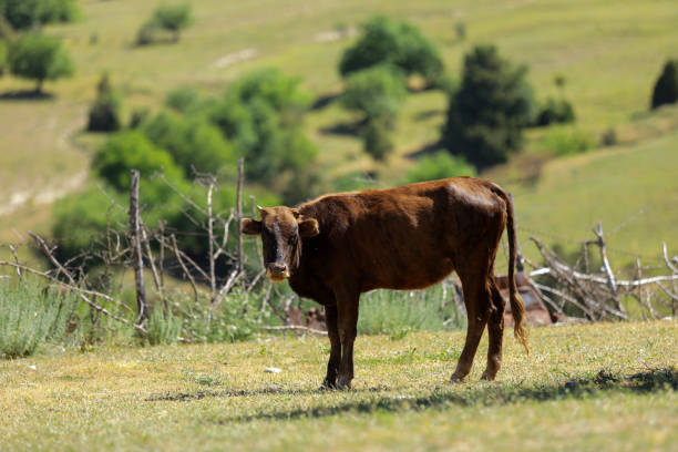 The red calf in the meadow.