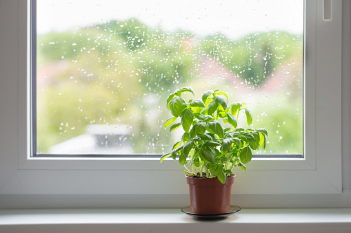 basil plant in  pot on  window sill
