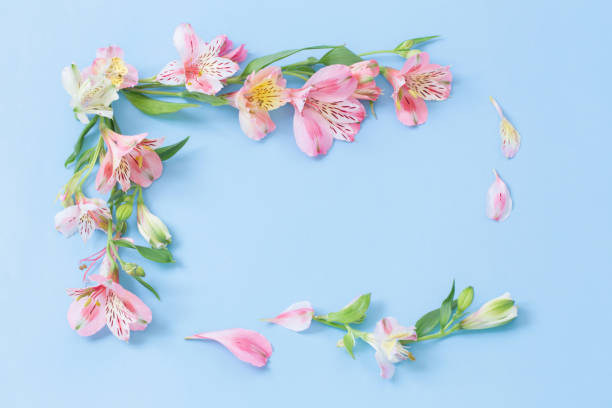 istock alstroemeria flowers on blue ackground 1589047814