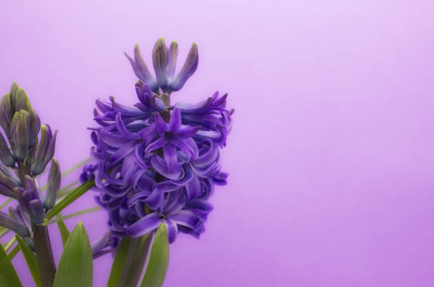 Purple hyacinth flower on a purple background with copy space