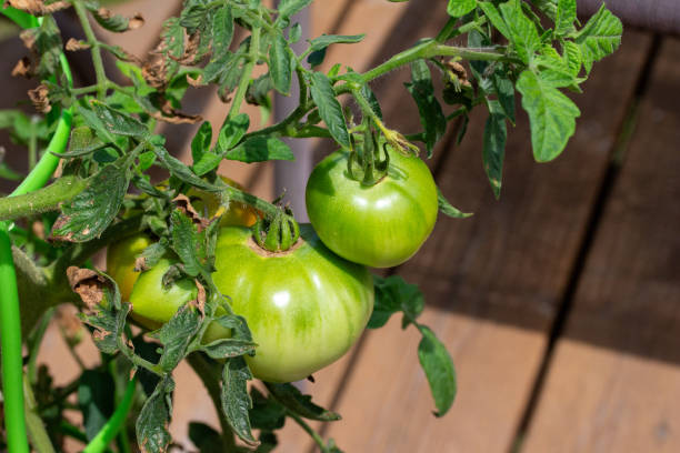 istock Ripening tomatoes on a potted tomato plant 1589050454