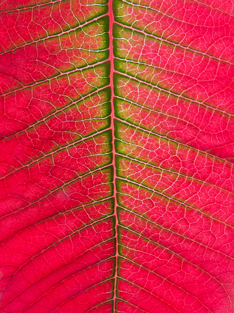 istock Easter plant poinsettia 158905651