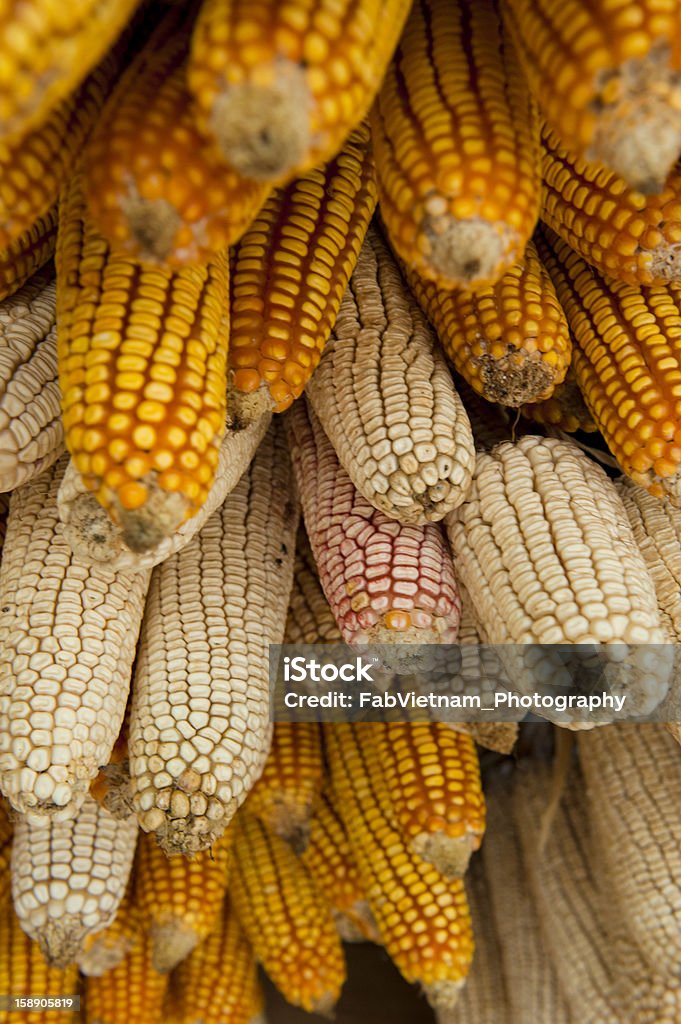 Secado maíz-cobs colgado en el haz pasante - Foto de stock de Agricultura libre de derechos