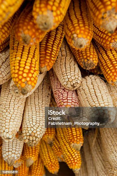 말린 옥수수cobs Hung 굴절률은 빔 곡초류에 대한 스톡 사진 및 기타 이미지 - 곡초류, 날것, 농업