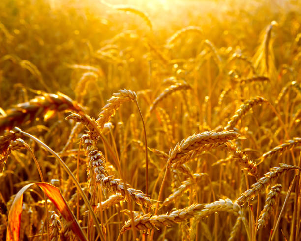 istock Golden wheat field in the evening light. 1589065953