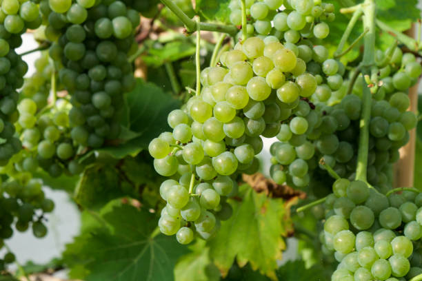 istock Bunch of yellow grapes in vineyard 1589069068