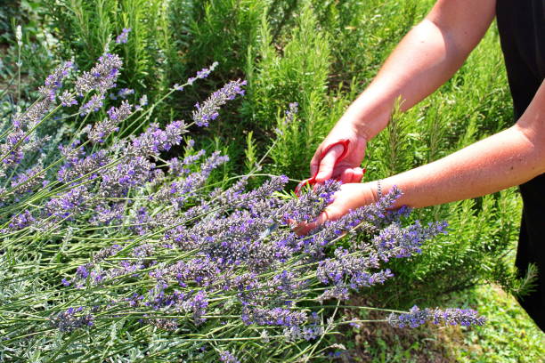 istock Midsection of woman cutting lavender 1589071677