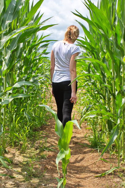 istock Mature woman walking through the corn field 1589071797