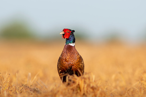 Male pheasant in a winter orchard.