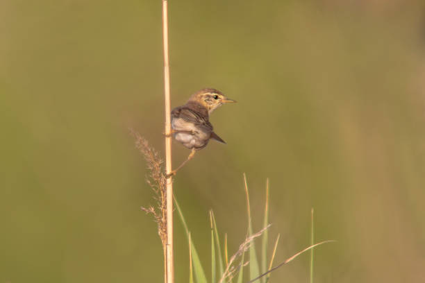 istock garden warbler (Sylvia borin) sits on a reed 1589078936