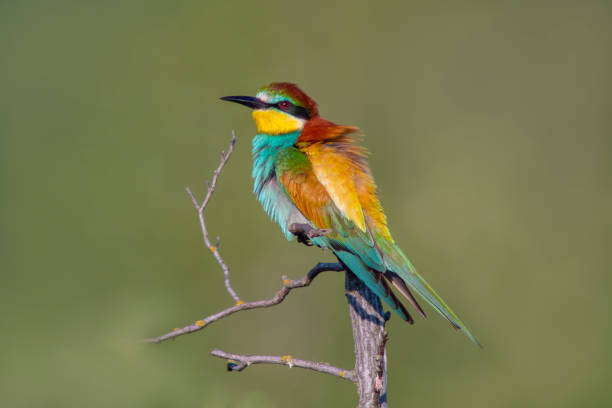 istock colorful bee-eater (Merops apiaster) sits on a branch and looks for insects 1589078938